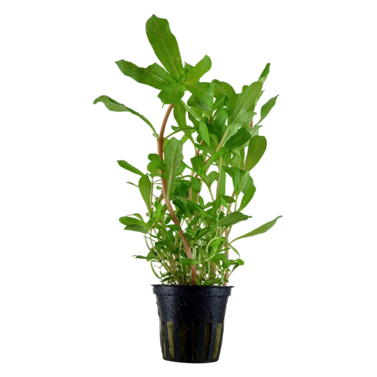 Tropica Akvarieplante i potte Ammannia crassicaulis